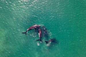 Iceland could permanently ban whale hunting